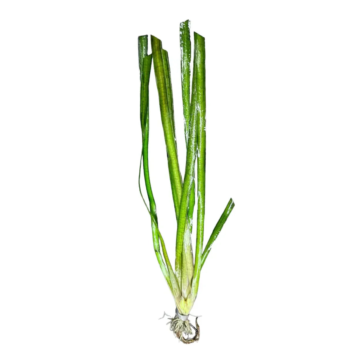 Jungle Val (Vallisneria americana)