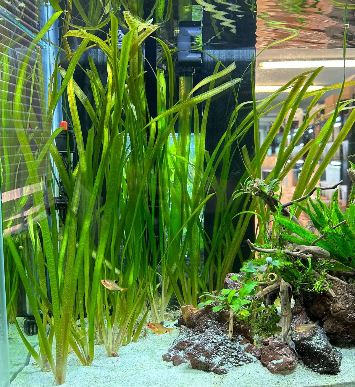 Jungle Val (Vallisneria americana)