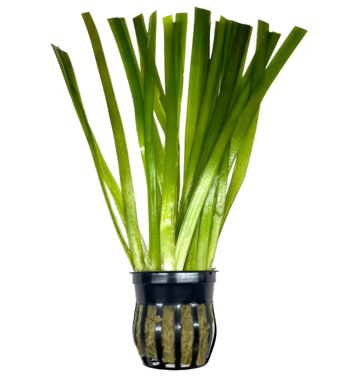 Jungle Val (Vallisneria americana)