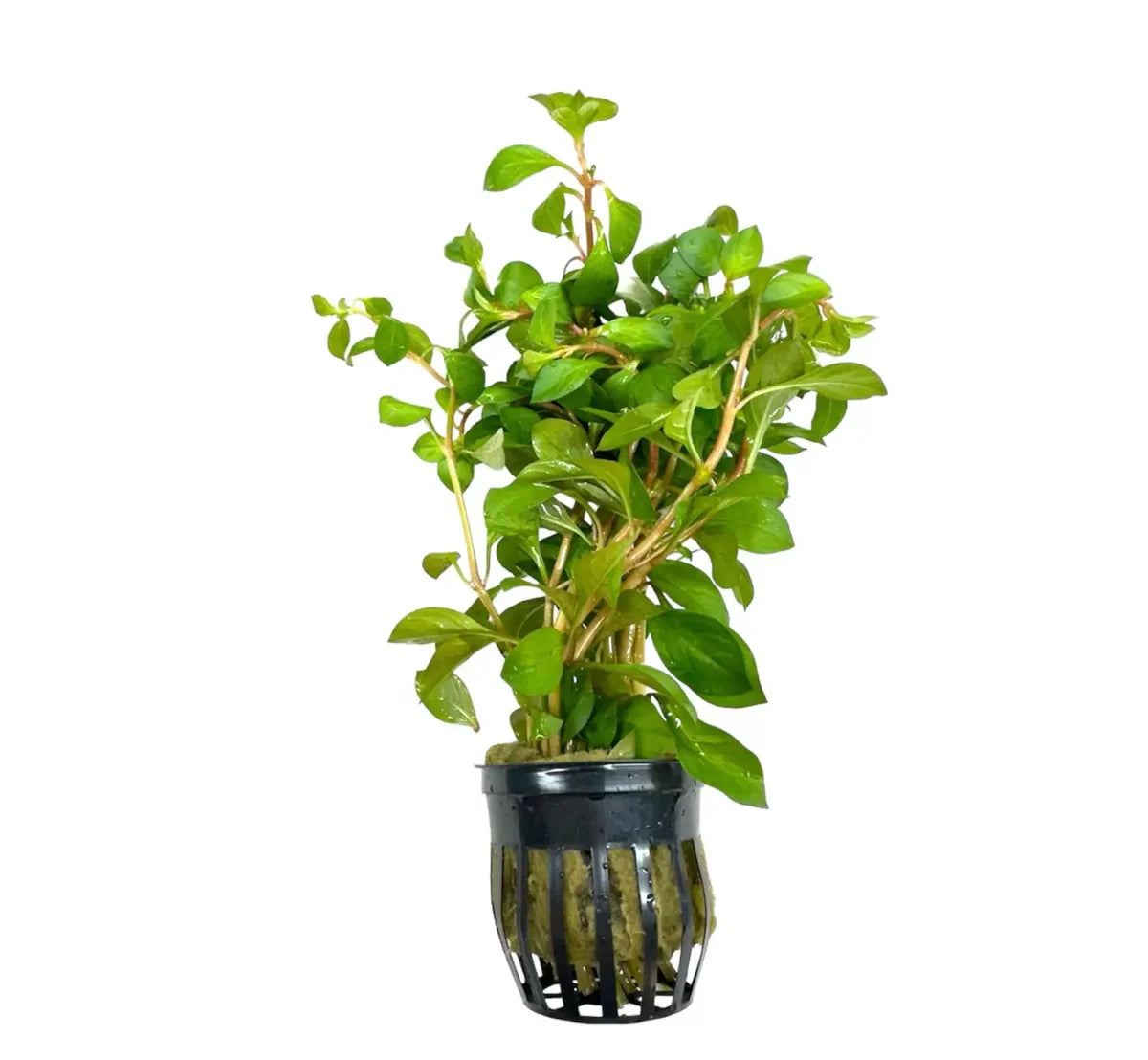 Ludwigia Repens