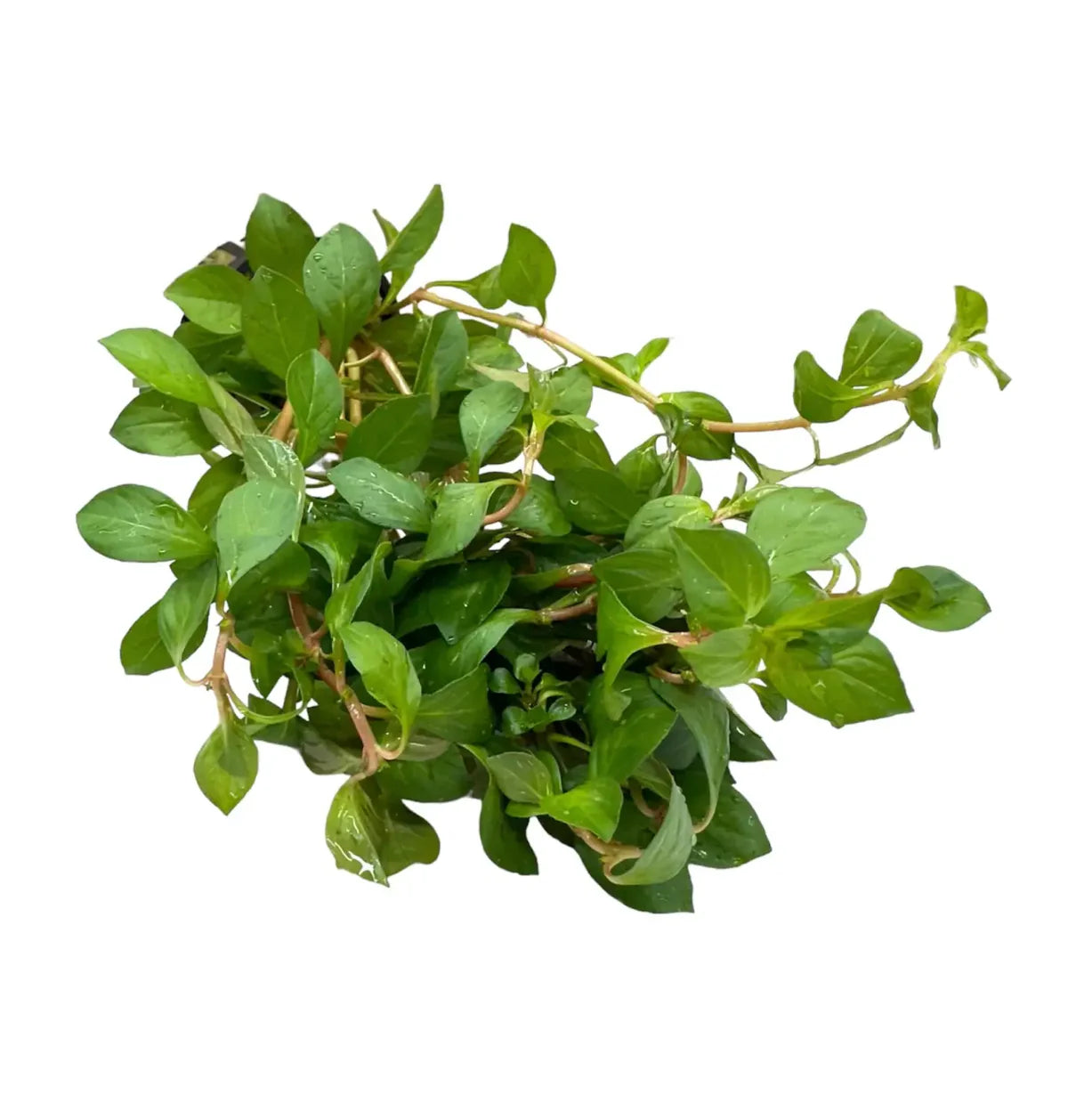 Ludwigia Repens