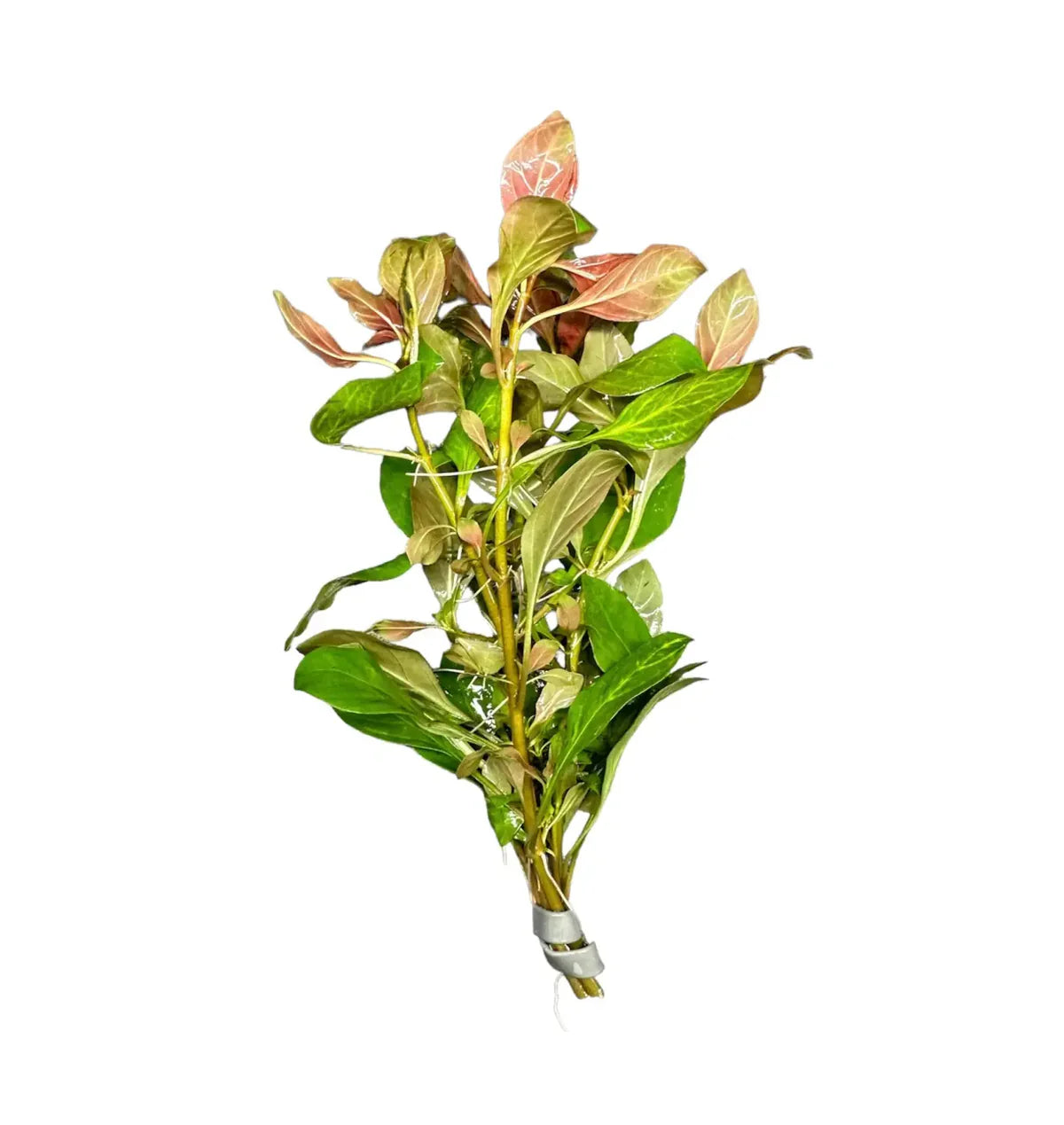 Ludwigia Repens