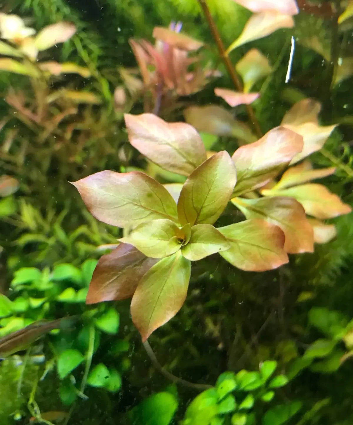 Ludwigia Repens