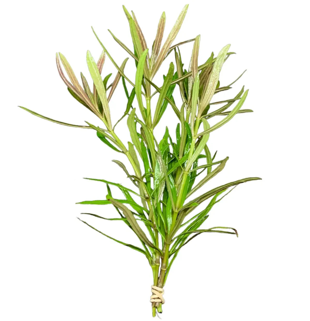 Pogostemon Octopus (narrow-leaf pogostemon stellatus)