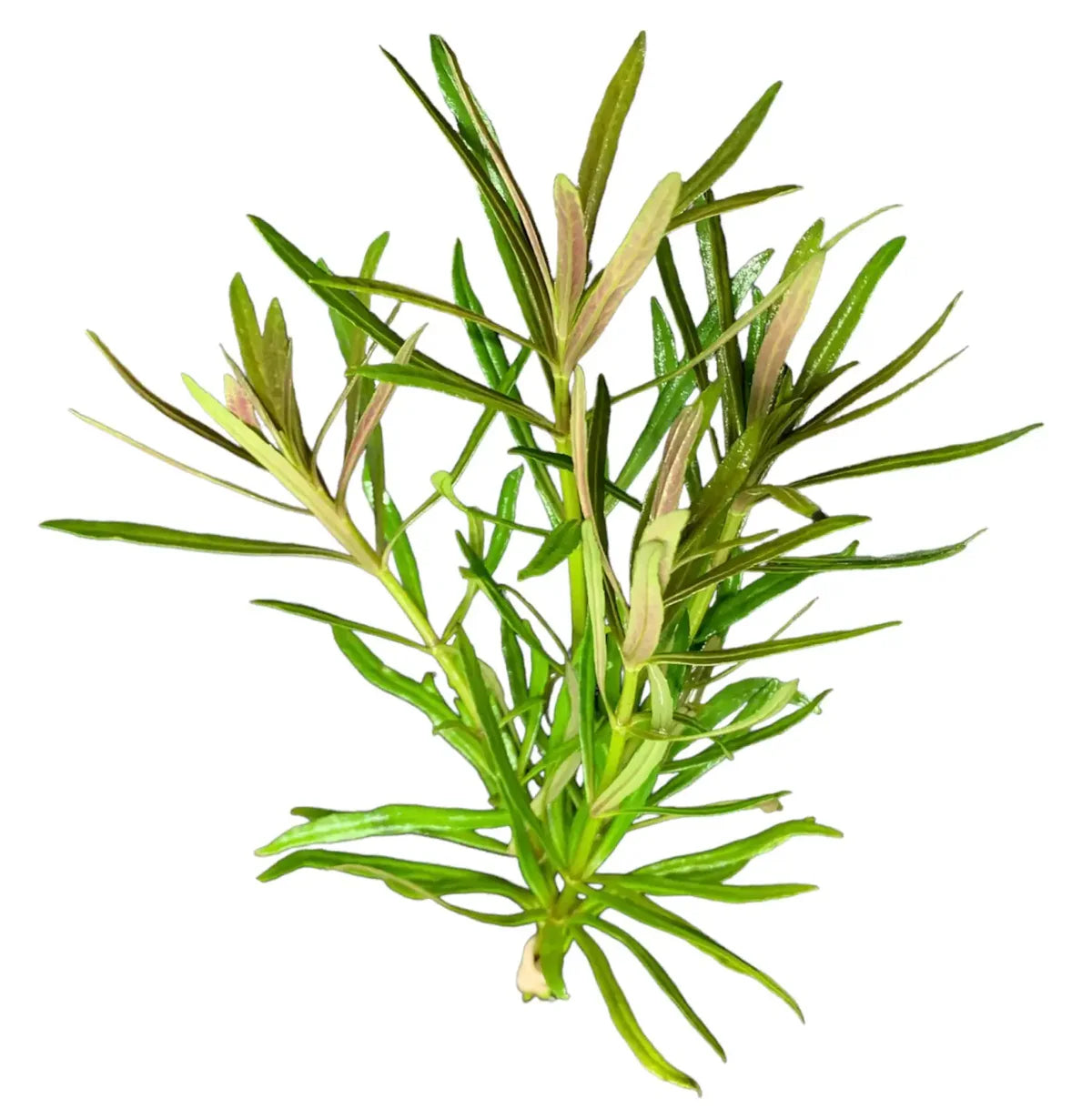 Pogostemon Octopus (narrow-leaf pogostemon stellatus)
