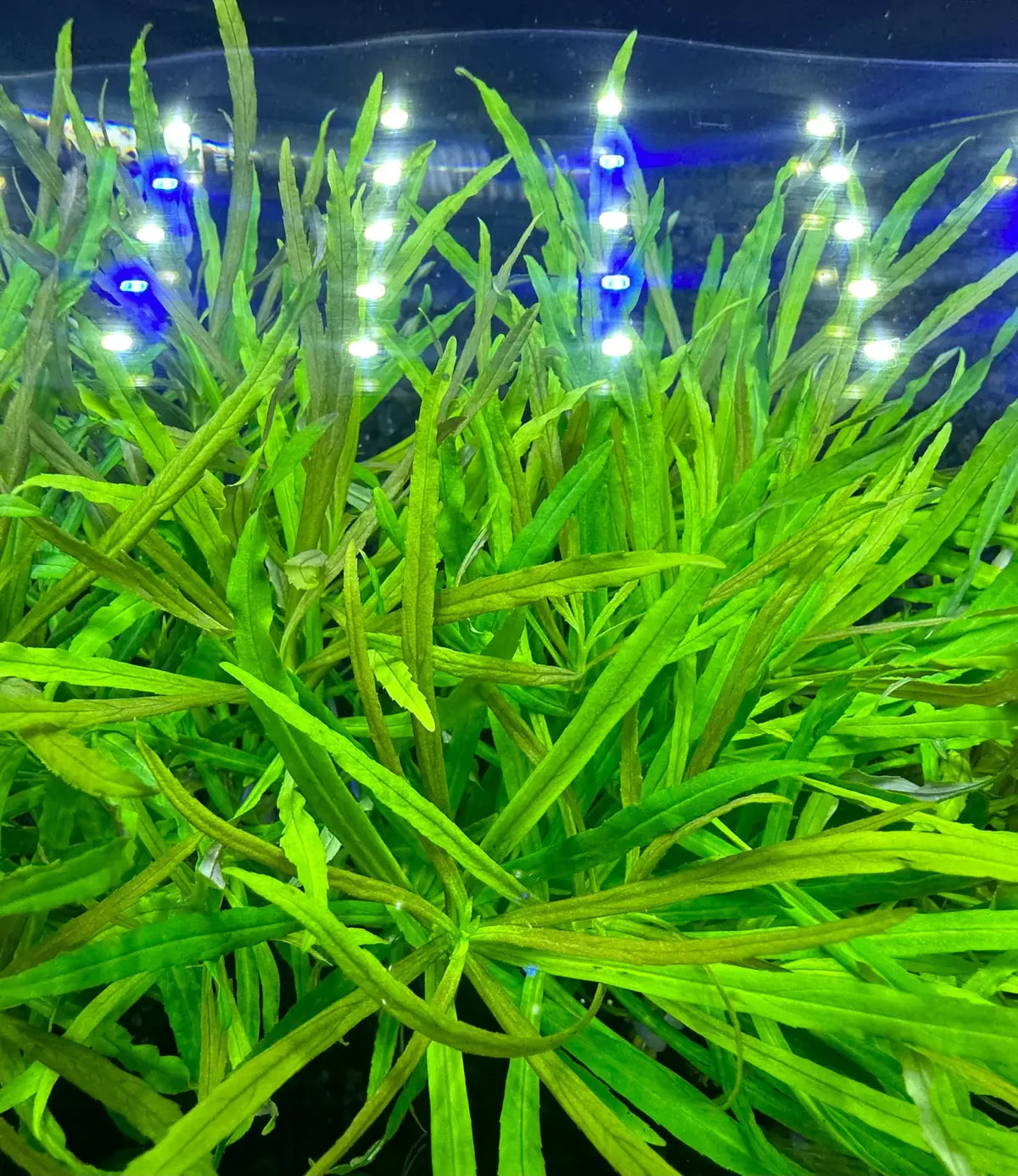 Pogostemon Octopus (narrow-leaf pogostemon stellatus)