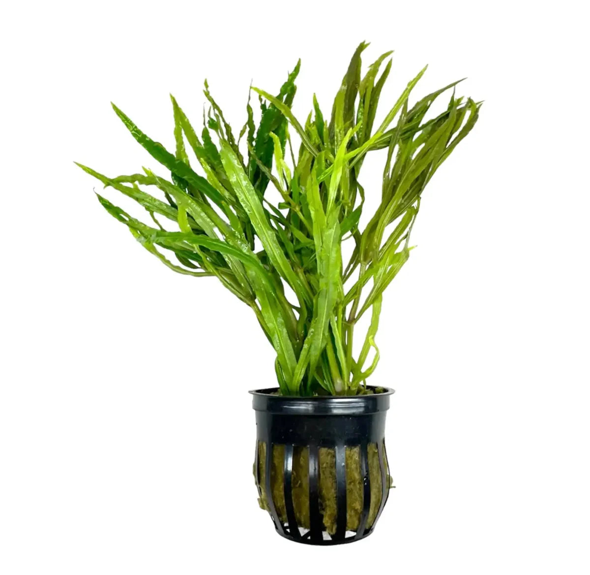 Pogostemon Octopus (narrow-leaf pogostemon stellatus)
