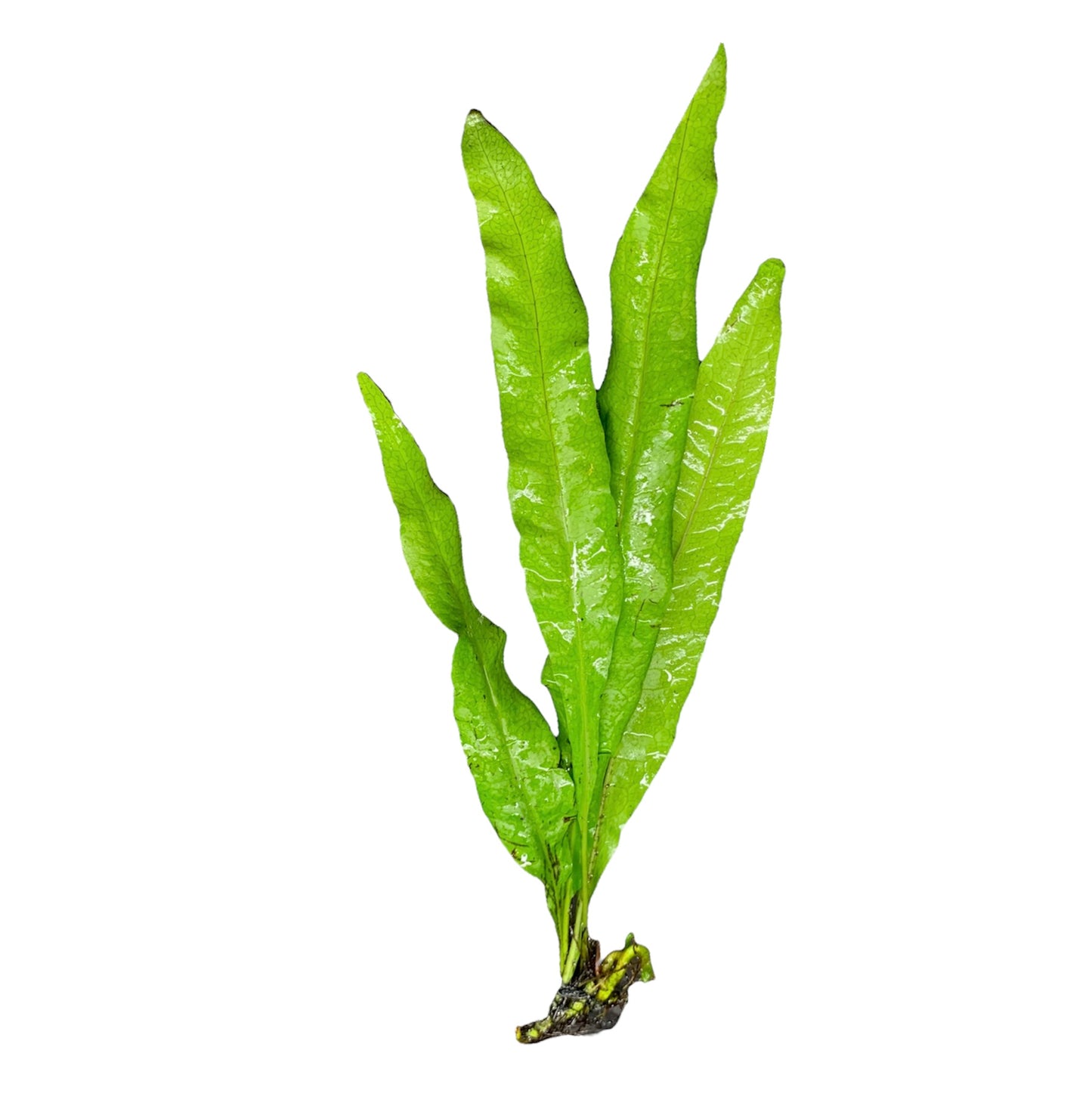 Java Fern (Microsorum pteropus)