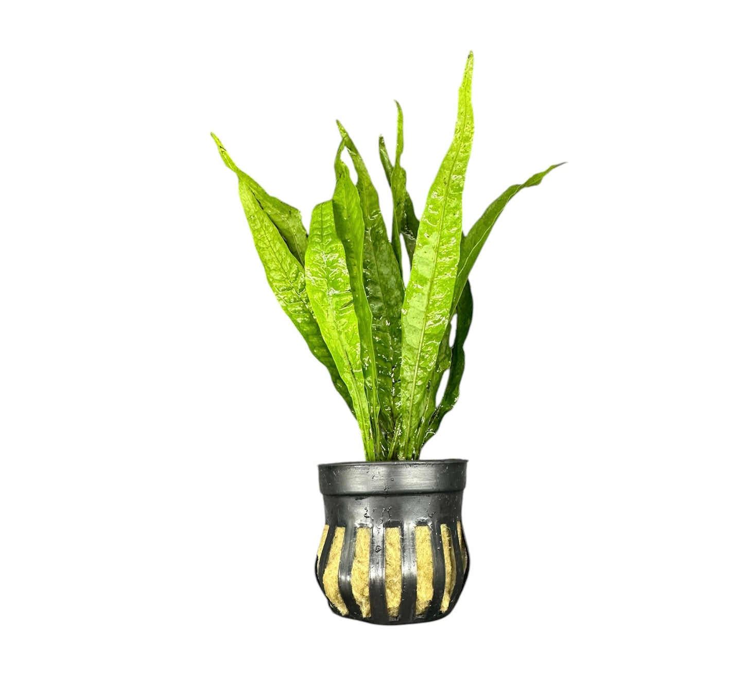 Java Fern (Microsorum pteropus)