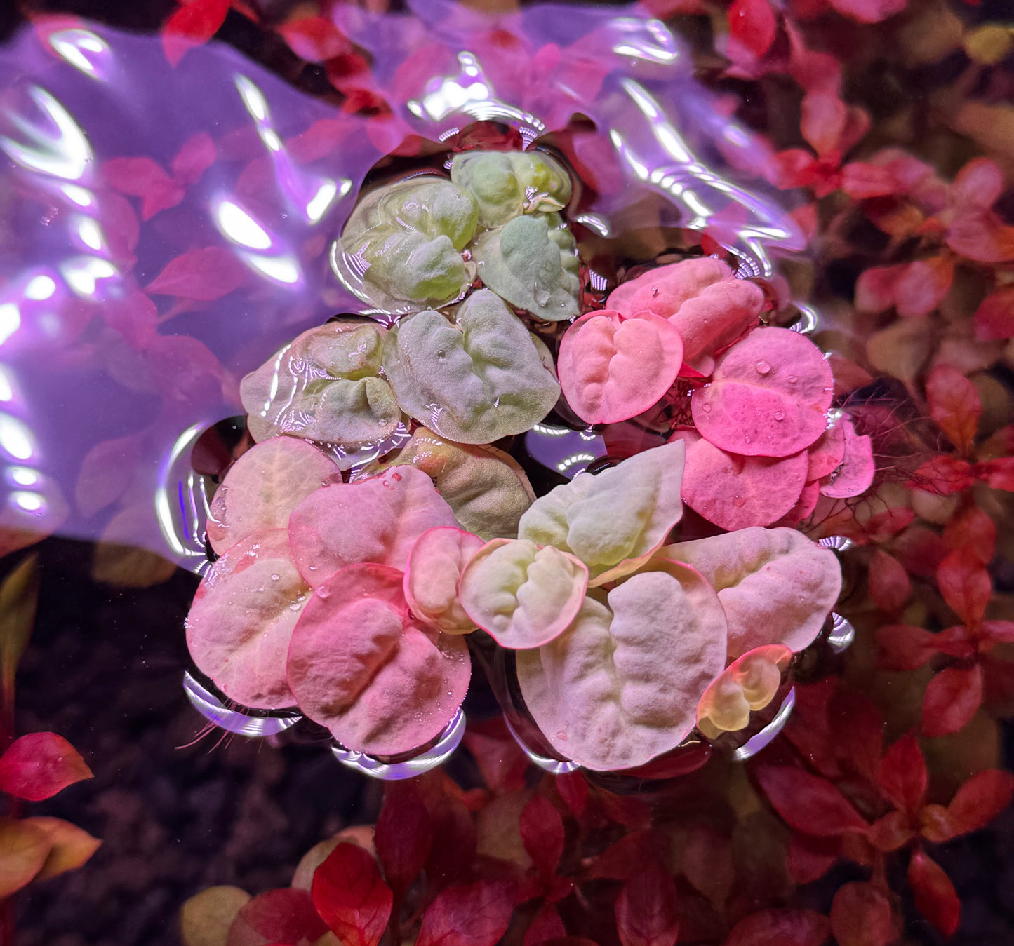Red Root Floaters (Phyllanthus fluitans)