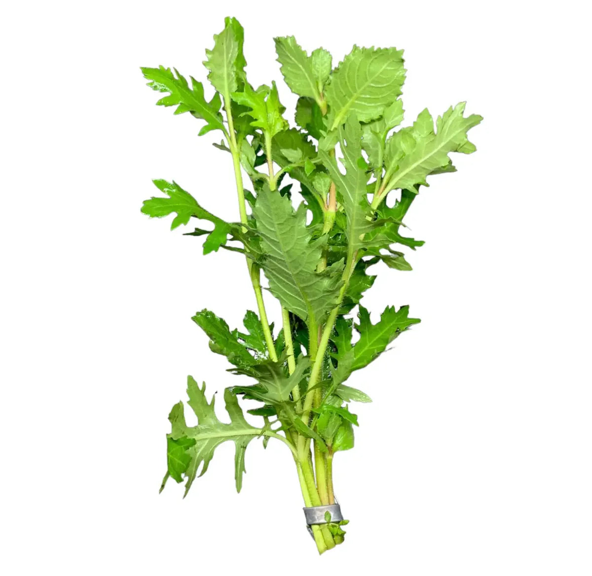 Water Wisteria (Hygrophila Difformis)