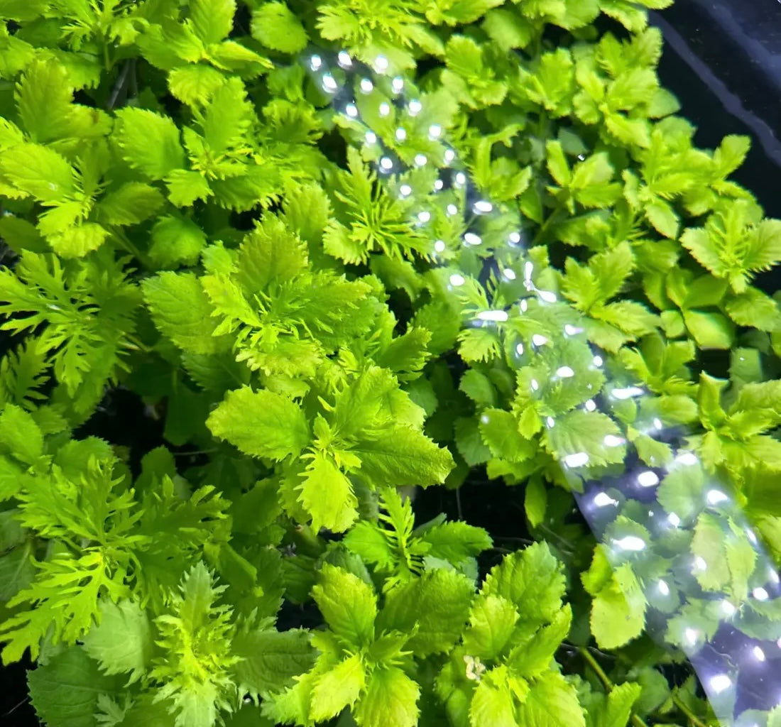 Water Wisteria (Hygrophila Difformis)
