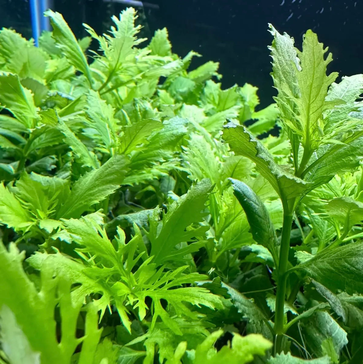 Water Wisteria (Hygrophila Difformis)