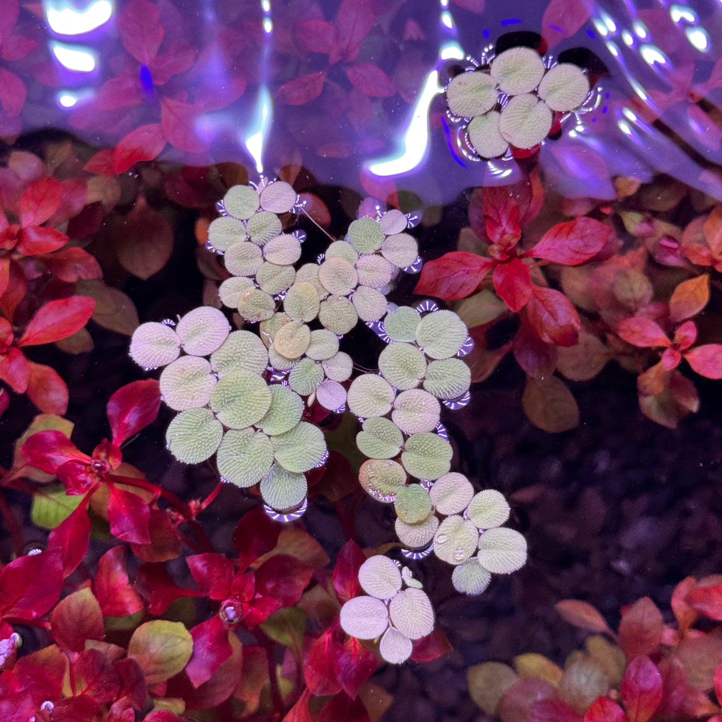 Salvinia Minima