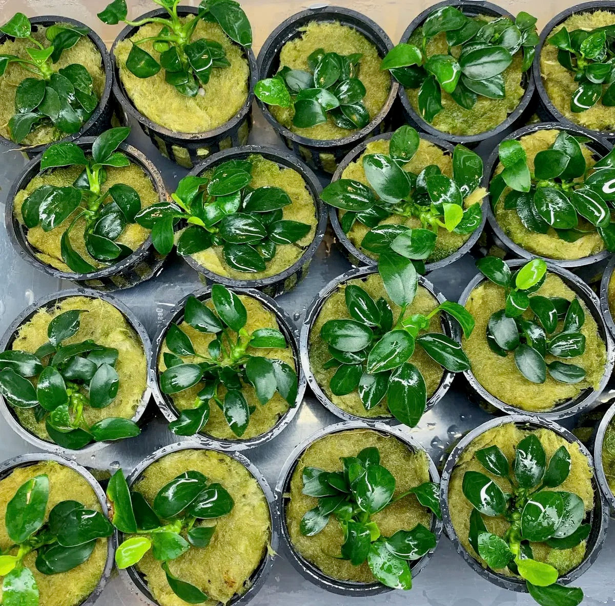 Anubias Nana Petite