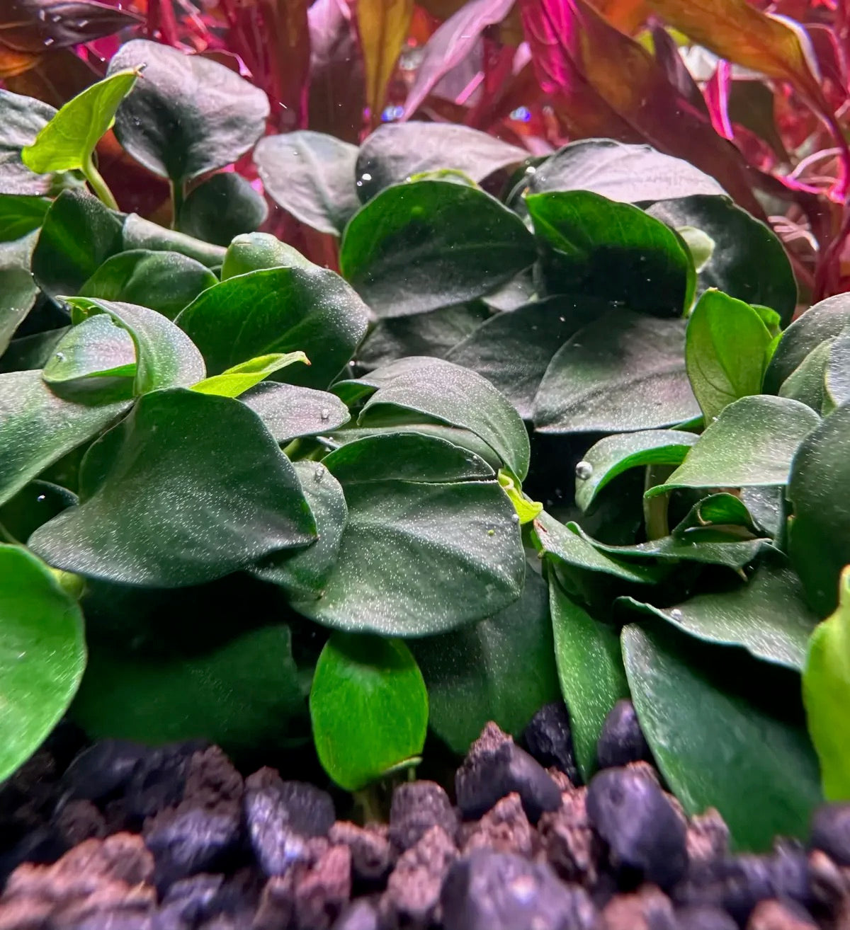 Anubias Nana Petite