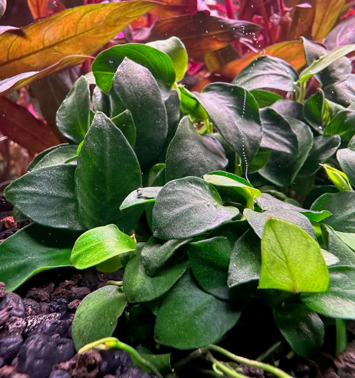 Anubias Nana Petite