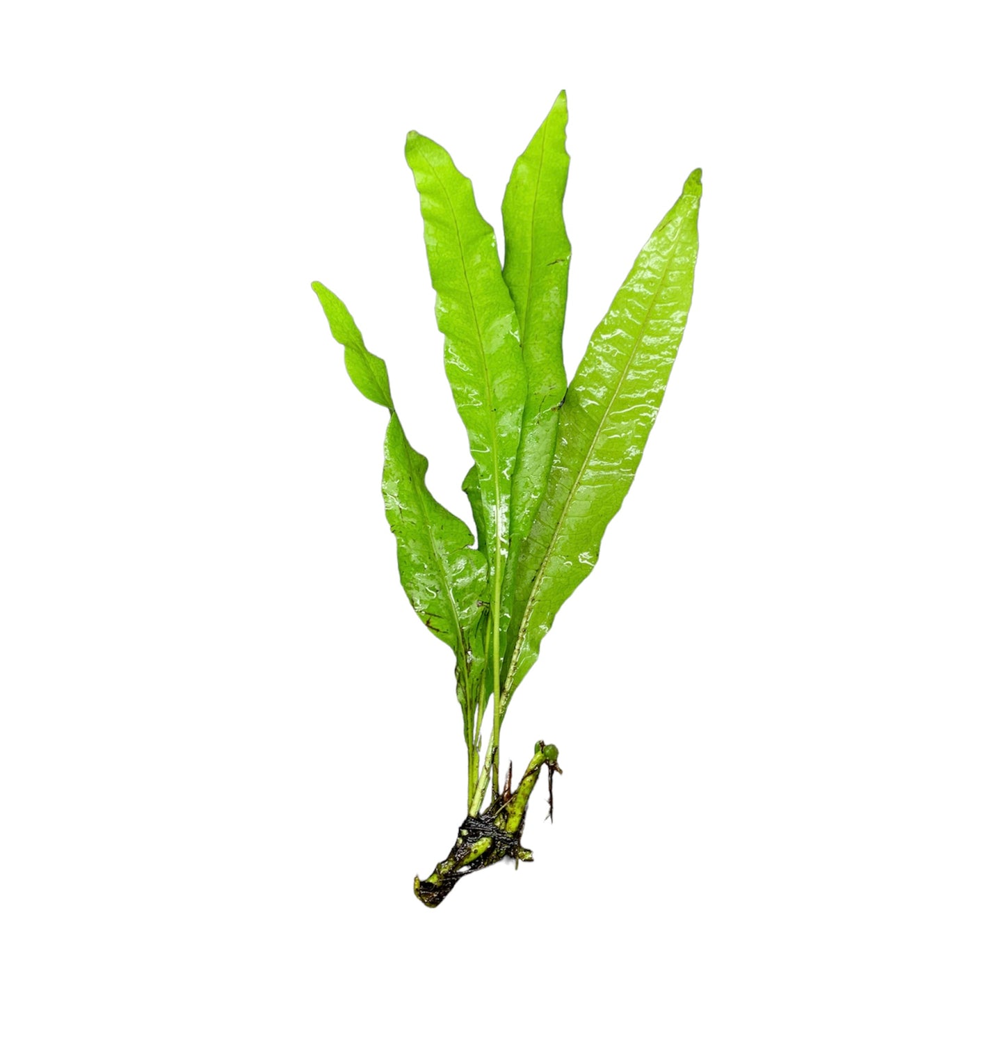 Java Fern (Microsorum pteropus)