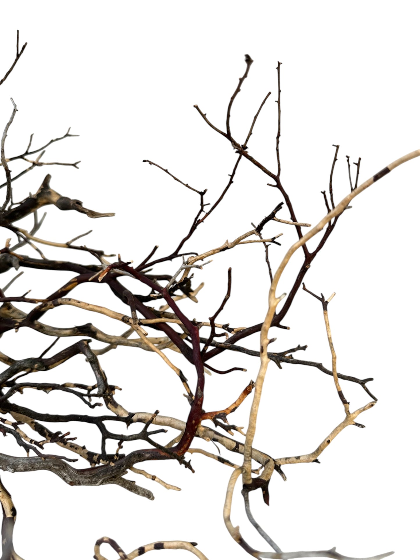 Manzanita wood