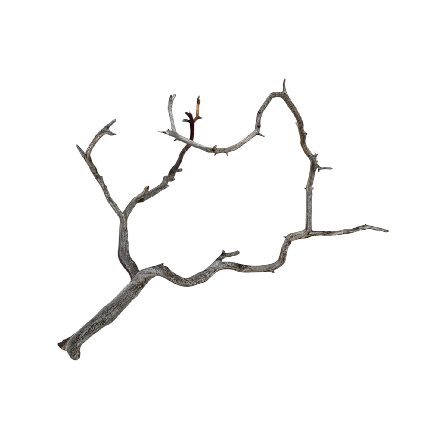 Manzanita wood