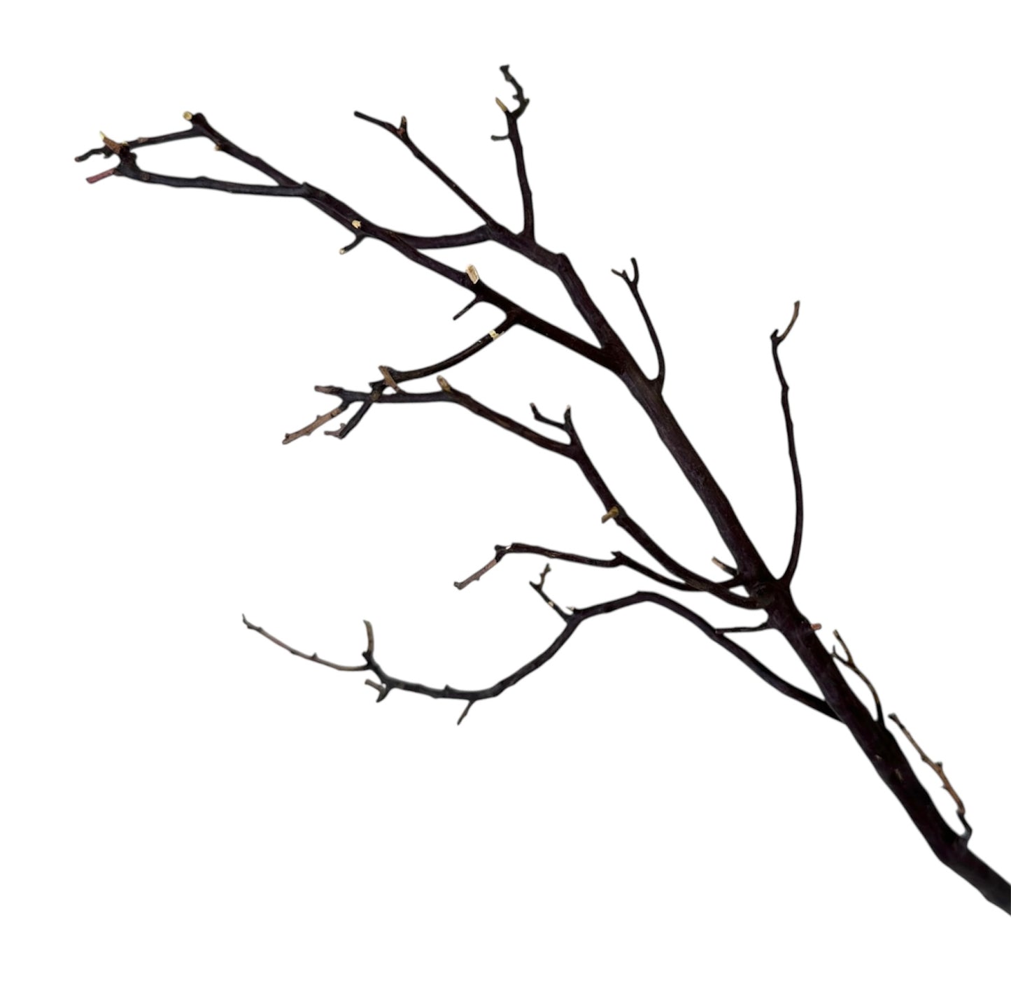 Manzanita wood