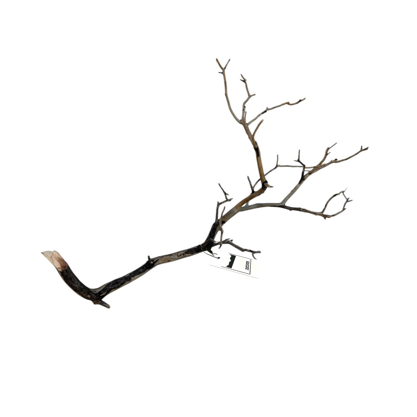 Manzanita wood