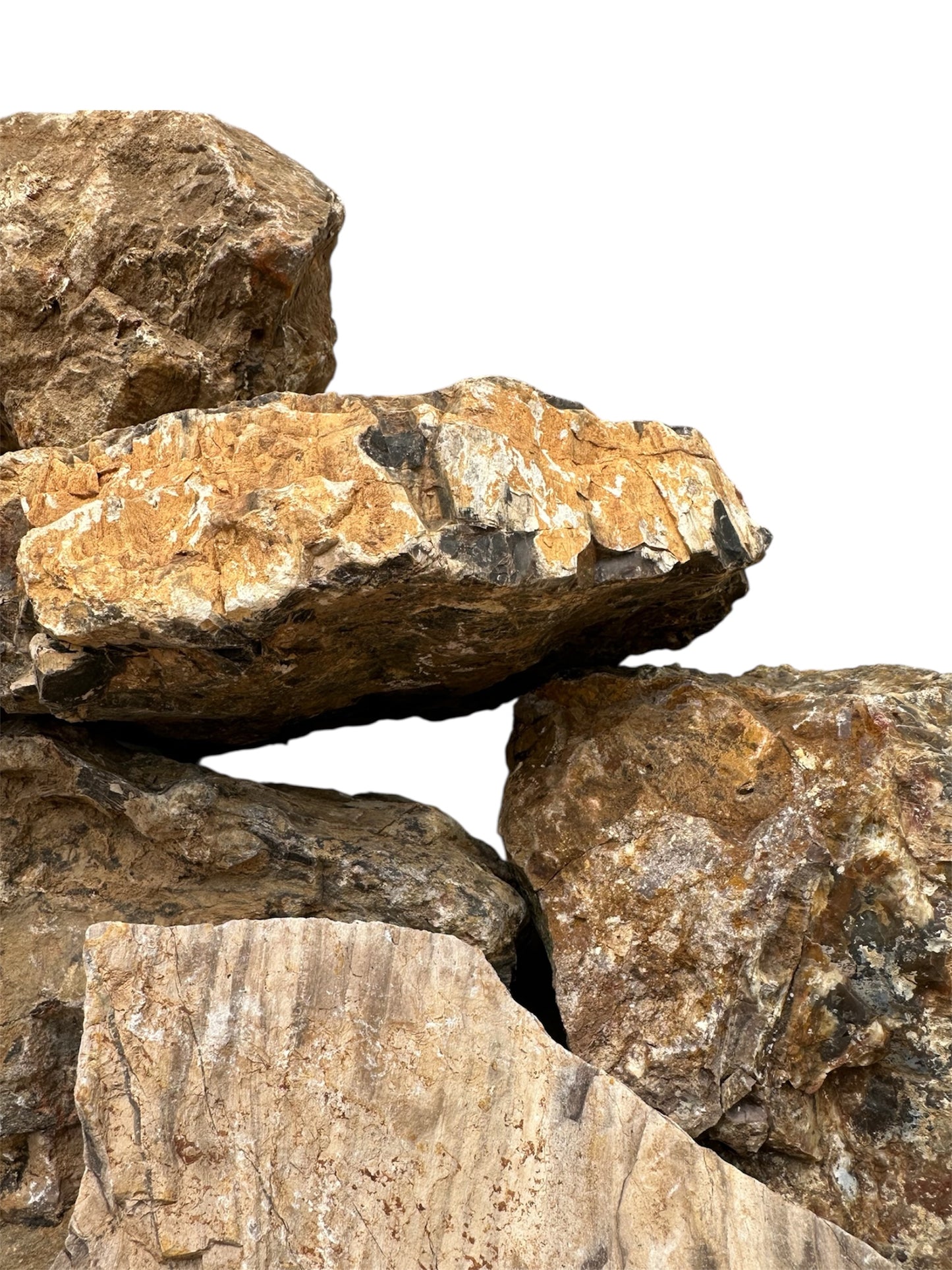 Petrified wood stone
