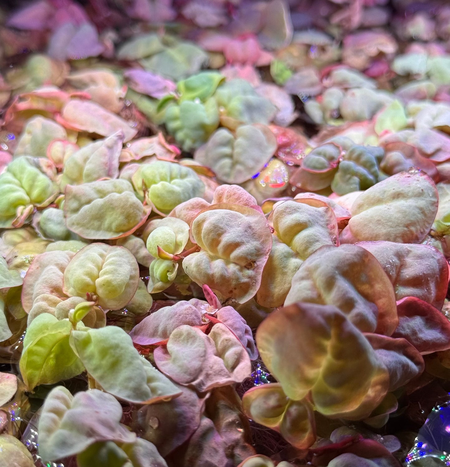 Red Root Floaters (Phyllanthus fluitans)