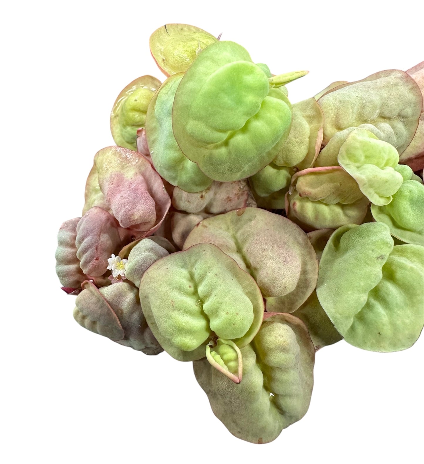 Red Root Floaters (Phyllanthus fluitans)