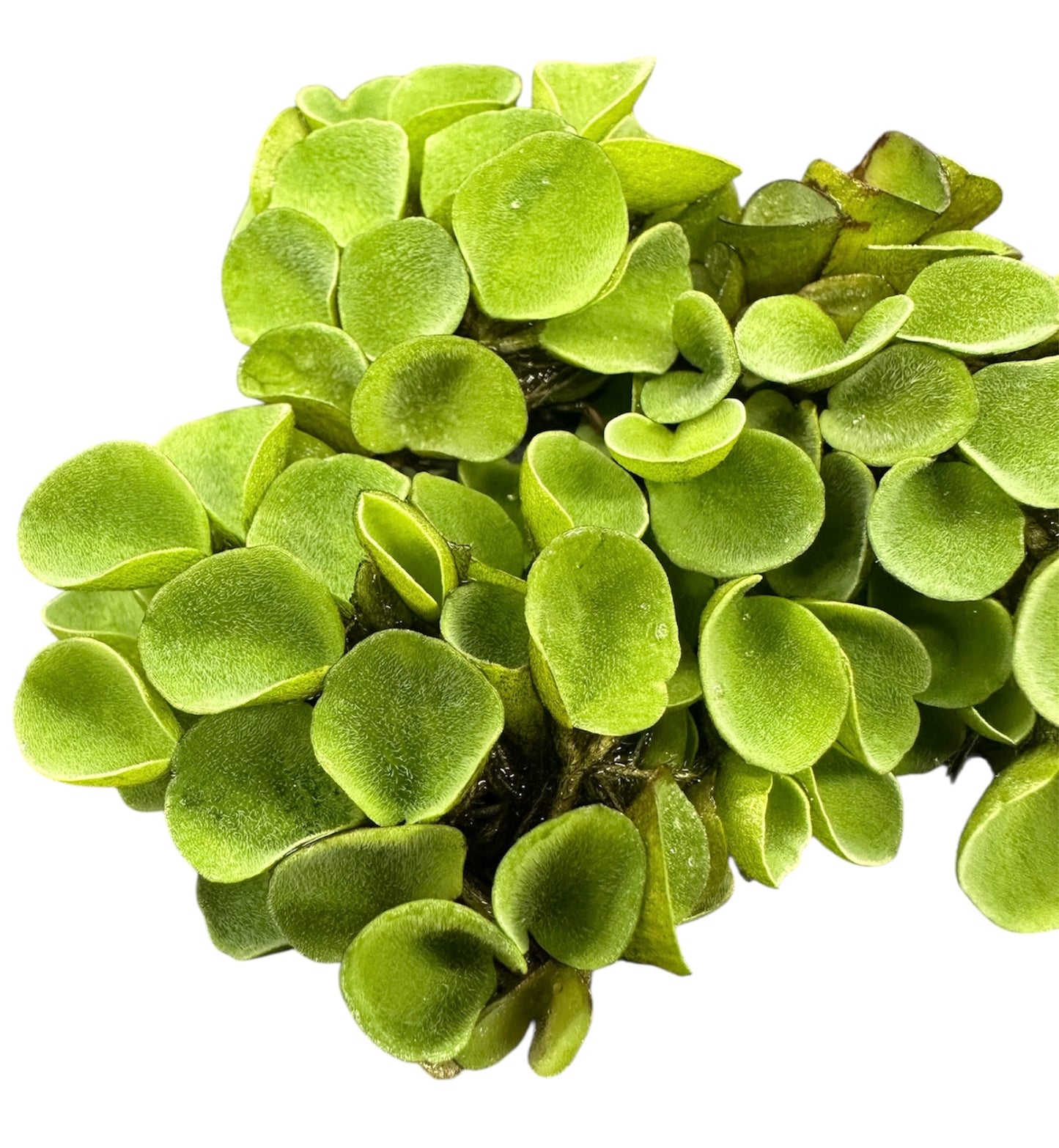 Salvinia Cucullata