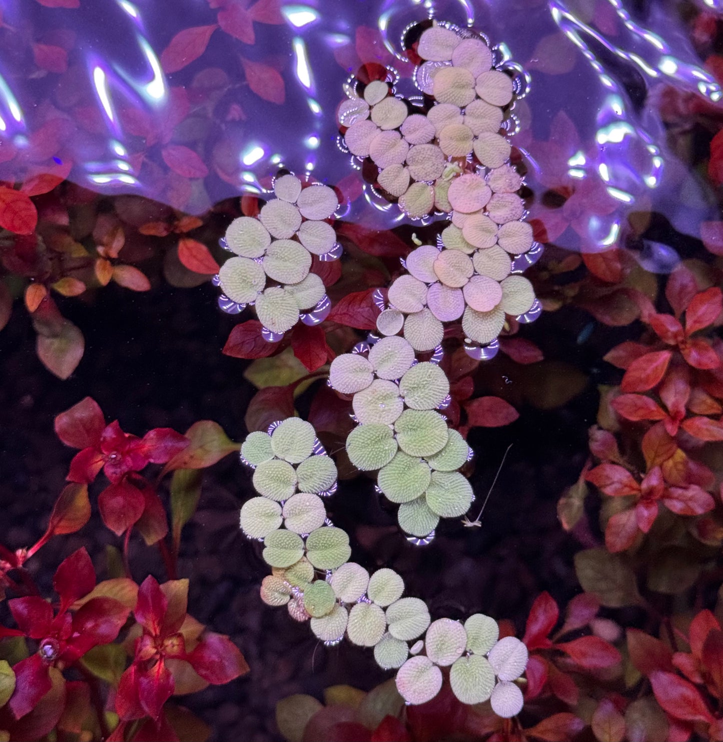 Salvinia Minima