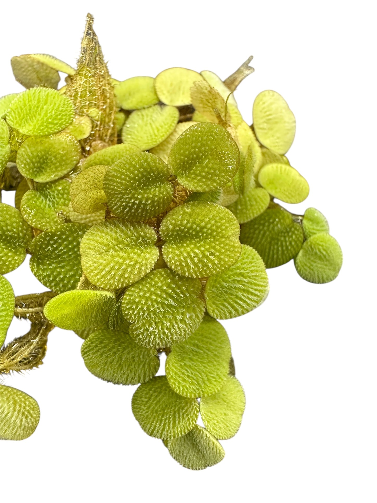 Salvinia Minima