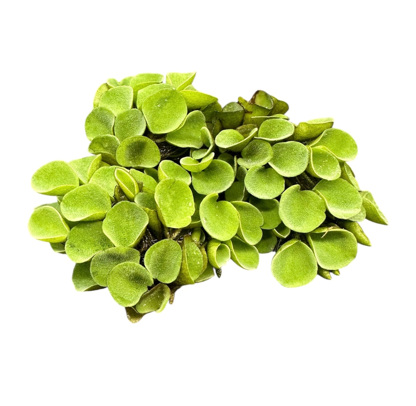 Salvinia Cucullata