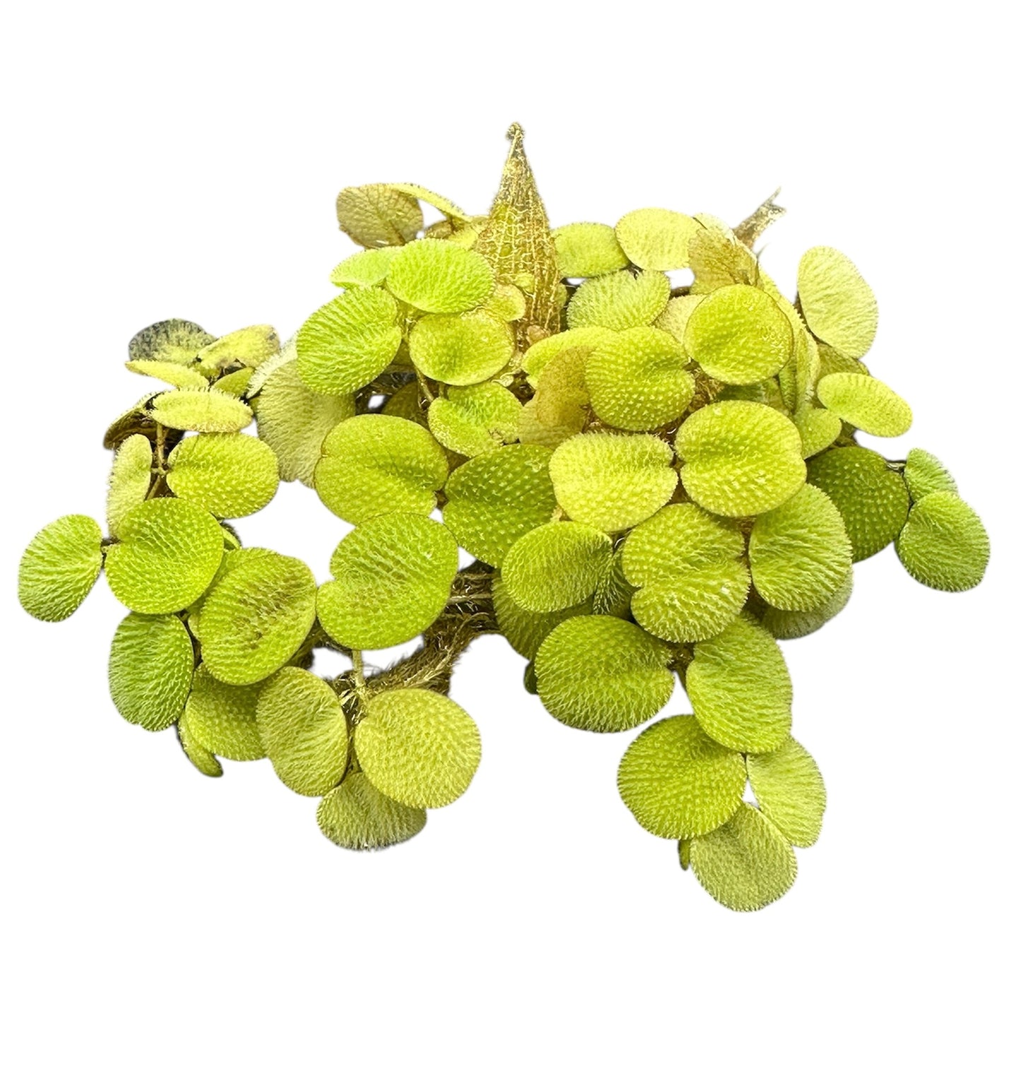 Salvinia Minima